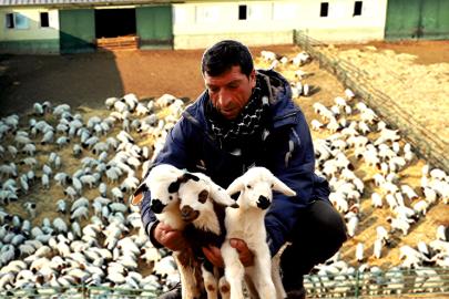 Şanlıurfa'da kuzu ölümlerine dikkat!