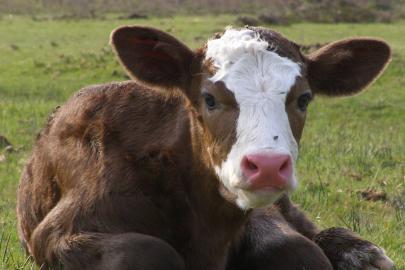 Şanlıurfa’da sahur saatinde buzağı çalındı