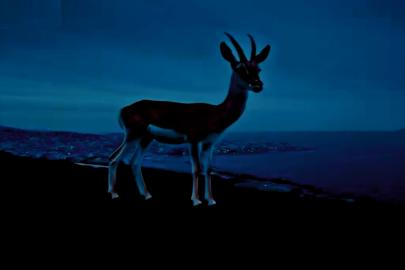 Şanlıurfaspor taraftarına Ceylanlı çağrı