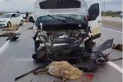 Siverek’te araç sürüye daldı: Hayvanlar telef oldu