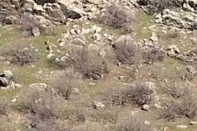 Sürü halinde dağ keçileri görüntülendi