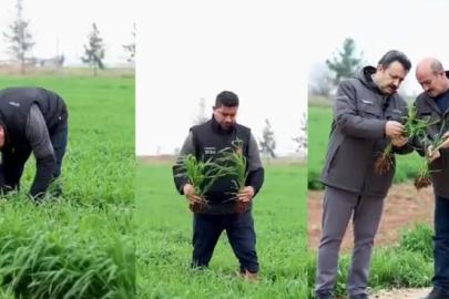 Tarım arazileri için ‘Sarı Pas’ uyarısı