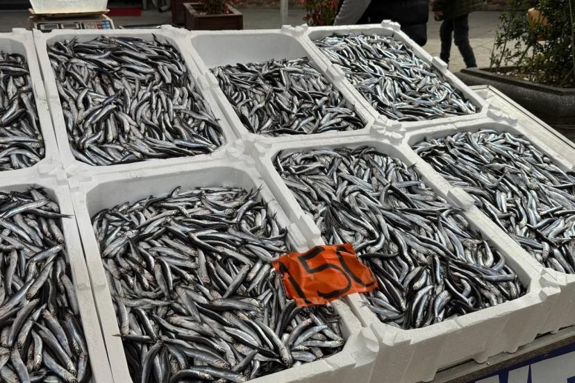 Tezgahlarda hamsinin son günleri: Kilosu 150 liradan satılıyor