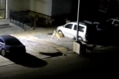 TOKİ’de başıboş köpekler tehlike oluşturuyor