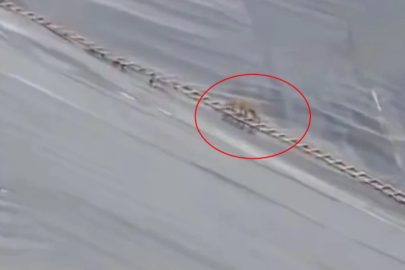 Yapay gölete düşen çakal merdivenle kurtarıldı