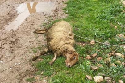 Yüksek gerilim hattı koptu: 5 koyun telef oldu