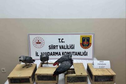 8 jako papağan ele geçirildi