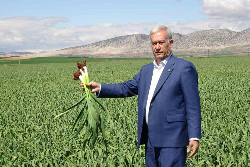 AB tescilli Araban sarımsağında yüksek rekolte ve kaliteli ürün bekleyişi