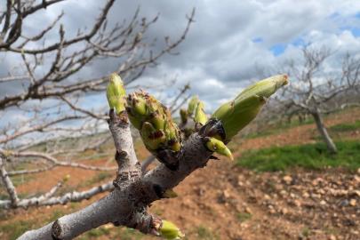 Şanlıurfa fıstığında karagöz kurdu ve kabuklu bit riski