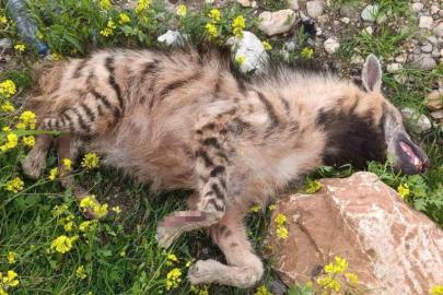 Aracın çarptığı sırtlan telef oldu