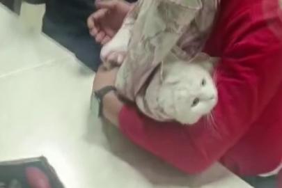 Ayağı lavabo giderine sıkışan kediyi itfaiye kurtardı