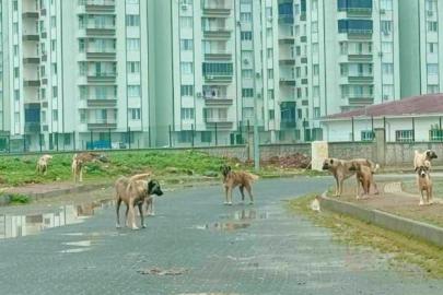 Başıboş köpekler yine tehlike oluşturuyor