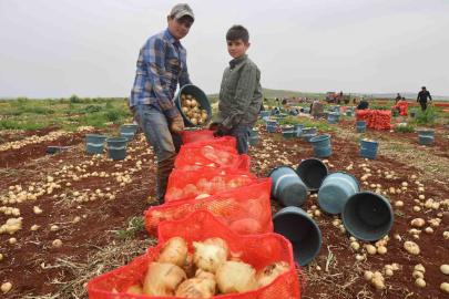 Bereketli soğan hasadı