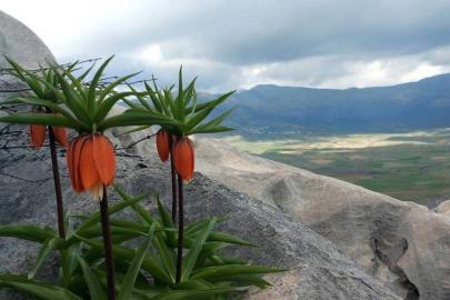 Bu çiçekleri koparmanın cezası 700 bin lirayı buluyor
