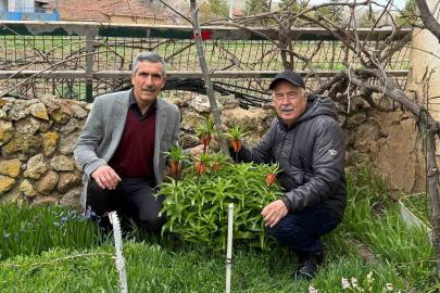 Bu laleleri gözleri gibi koruyorlar