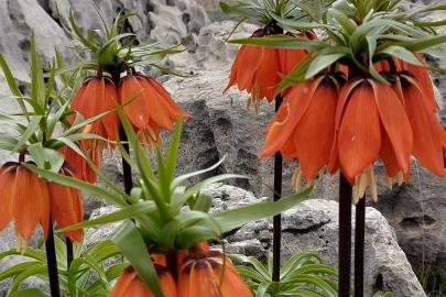 Çiçek severleri büyüleyen açan ters laleler görüntüleri