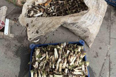 Doğada kendiliğinden yetişiyor, kilosu 250 liradan alıcı buluyor