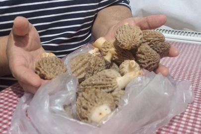 Doğanın ’Et lezzeti’ Kuzugöbeği sofralarda