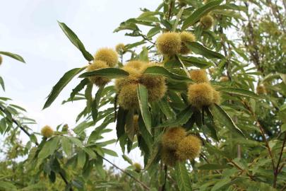 Gal arısı üretimi ve arıcılığı vuruyor