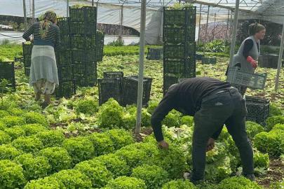 Geçen sene zararıyla ağlatan ’kıvırcık’ bu yıl güldürdü