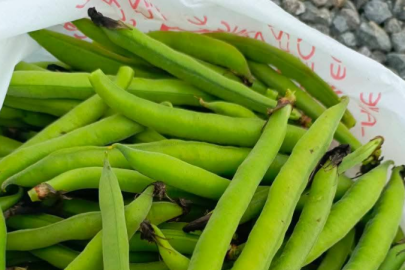 Harran, alternatif ürünlere yönelmeye devam ediyor