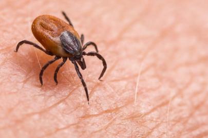 Havalar ısındı: Kene vakalarına dikkat !