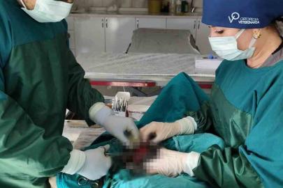 Hayvan Bakımevinde köpekteki 1 kiloluk tümör operasyonla alındı