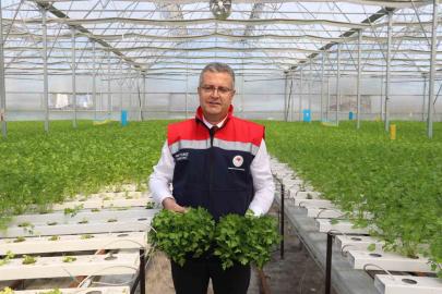 Hidroponik maydanozda ilk hasat yapıldı