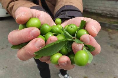 İlk erik hasadı yapıldı