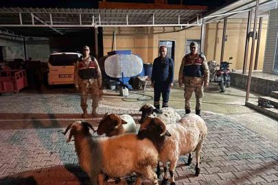 Kayıp küçükbaş hayvanlar bulundu