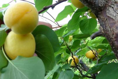 Kayısı hasadı başladı