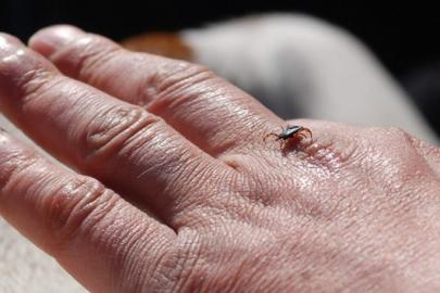 Kene sezonu açıldı