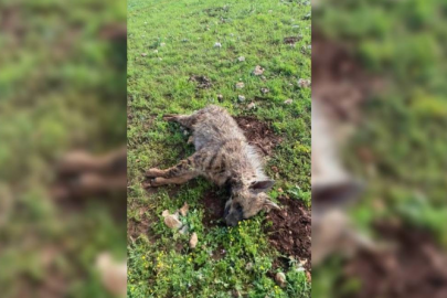 Köpeklerin saldırdığı sırtlan telef oldu