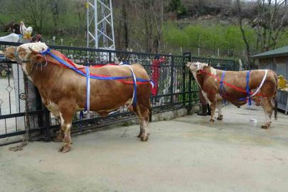 Kurban Bayramı yaklaşırken tonluk kurbanlıklar satışta