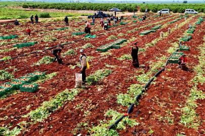 Patateste hasat başladı