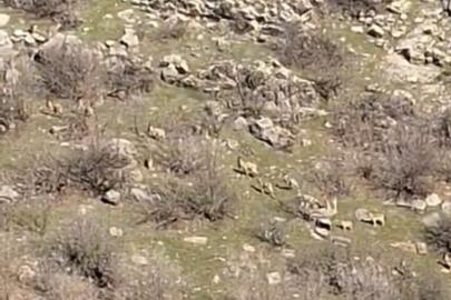 Popülasyon artıyor, kaçak avcılara 940 bin TL ceza