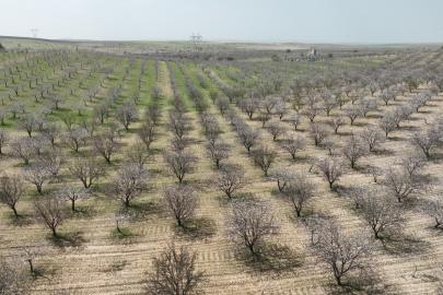 Şanlıurfa, Badem üretiminde zirvede