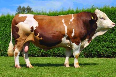 Şanlıurfa’da kurbanlık piyasası hareketlenmeye başladı