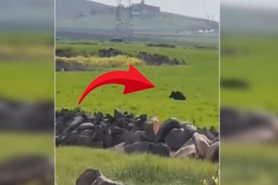 Şanlıurfa’da yaban domuzu alarmı