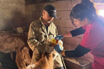 Şap aşılama çalışması sürüyor