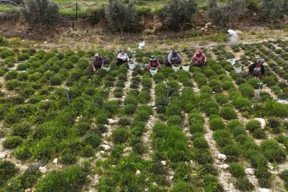 Sofraların vazgeçilmezi zahterde bereketli hasat