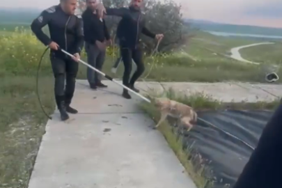 Sulama göletine düşen tilkinin imdadına itfaiye yetişti