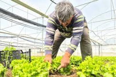 Tarlada ortalama 15 TL olan marul tezgahlarda 100 TL’ye satılıyor