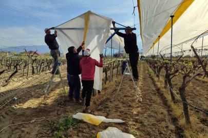 Üzümün başkentinde bağlar tüllerle kaplanıyor