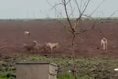 Viranşehir’de başıboş köpekler tehlike oluşturuyor