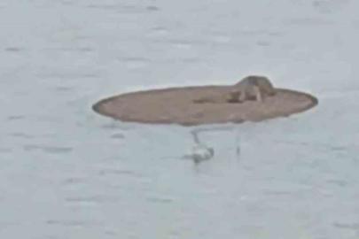 Yapay gölette mahsur kalan tilkiyi itfaiye kurtardı