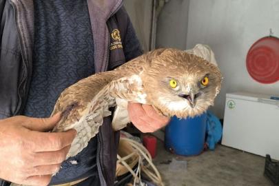 Yaralı kızıl şahine şefkat eli