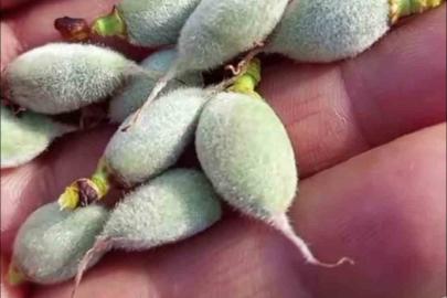 Yılın ilk çağla hasadı başladı