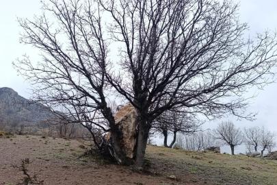 Yuvarlanan kaya parçasını ağaç tuttu