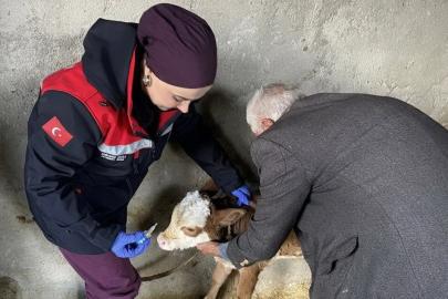 Zoonoz hastalıklarına karşı aşılama çalışmaları sürüyor